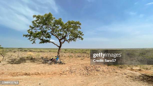 relaxing mountainbiker in the savannah, tanzania. - vachellia tortilis stockfoto's en -beelden