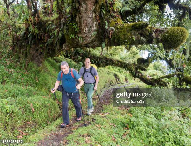 scenic hike in the rainforest at mount meru, tanzania. - mount meru stock pictures, royalty-free photos & images