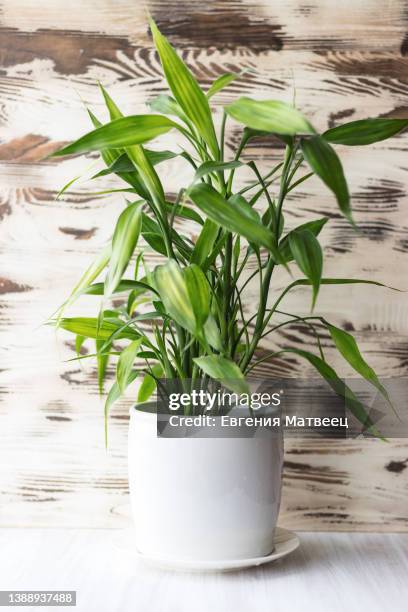 guan yin ribbon dracaena sanderiana lucky bamboo flower plant in white pot wooden shelf shabby wall - dracaena plant stockfoto's en -beelden