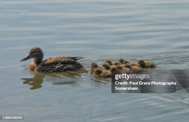 female mallard and ducklings - duckling stock pictures, royalty-free photos & images