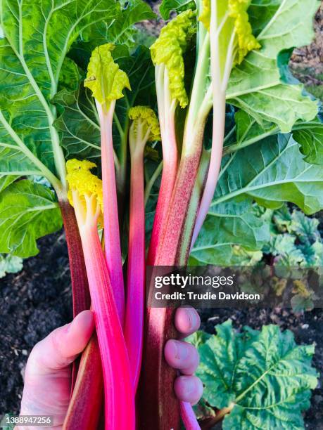 rhubarb harvest - rabarber stockfoto's en -beelden
