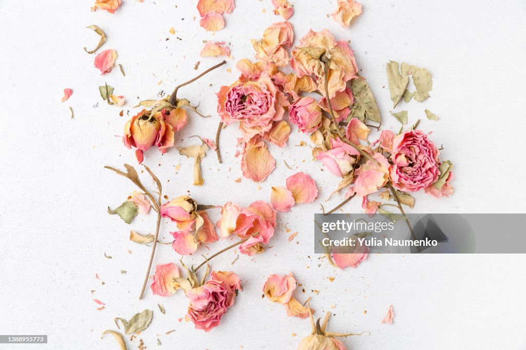 Dry roses flowers on a light background. Buds of pink roses.