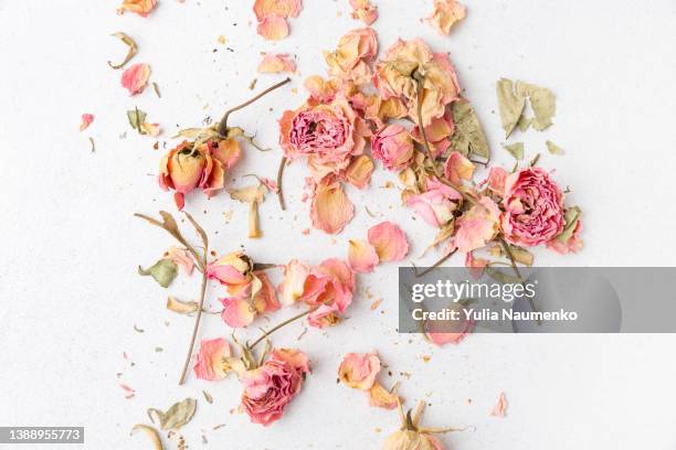 dry roses flowers on a light background. buds of pink roses. - dead plant stock pictures, royalty-free photos & images