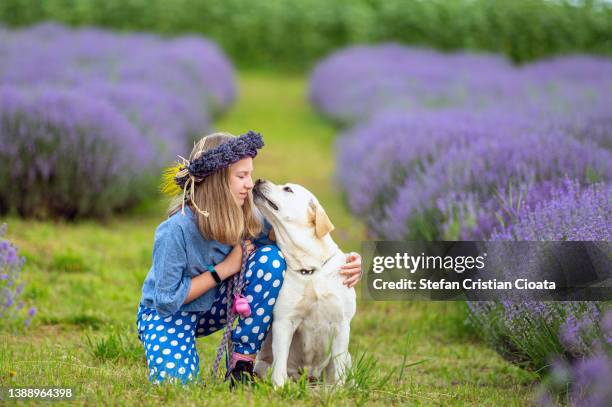 happy girl hugging her dog in lavender field - cluj napoca stock-fotos und bilder
