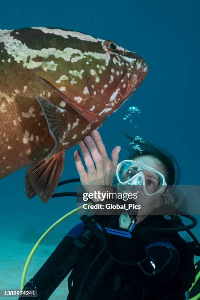 nassau zackenbarsch und taucher - tiefseetauchen stock-fotos und bilder