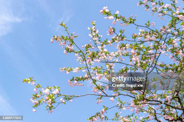 begonia under the blue sky - twig ストックフォトと画像