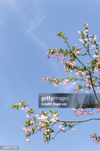 begonia under the blue sky - twig ストックフォトと画像