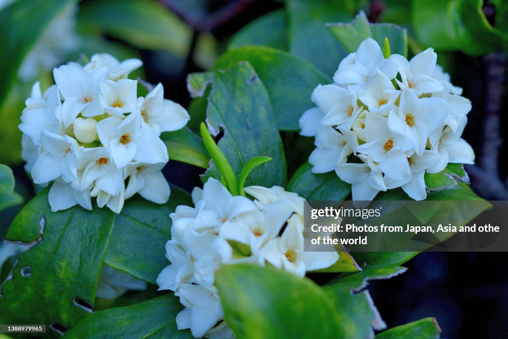 Daphne Odona Japan Daphne Daphne Indica High-Res Stock Photo - Getty Images