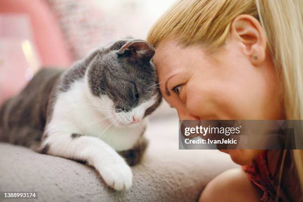 woman pet owner cuddling with cat - gedomesticeerde dieren stockfoto's en -beelden