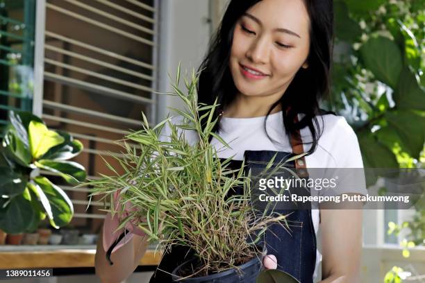 woman taking care of thyrsostachys siamensis gamble plants with scissors - bamboo plant stockfoto's en -beelden