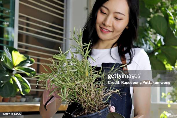 woman taking care of thyrsostachys siamensis gamble plants with scissors - bamboo plant imagens e fotografias de stock