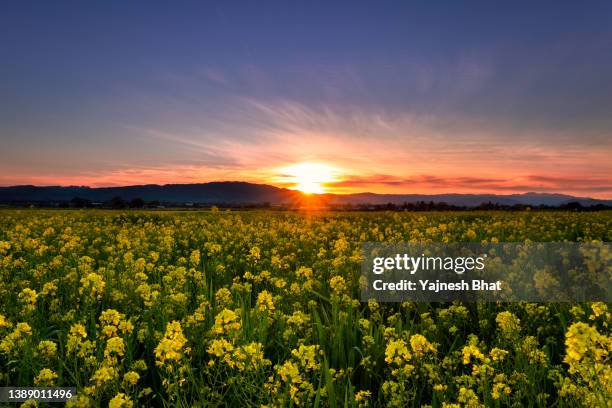 mustard flowers - santa clara county - california stock pictures, royalty-free photos & images