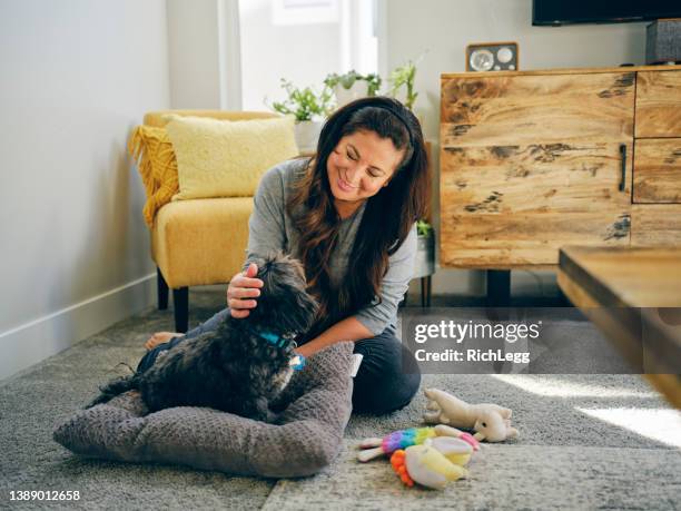 woman at home with her pet dog - dog's toy stockfoto's en -beelden