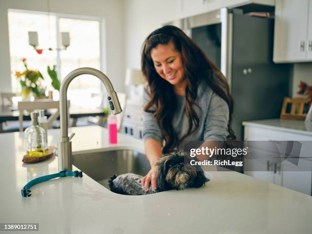 woman at home with her pet dog - dog bath stock pictures, royalty-free photos & images