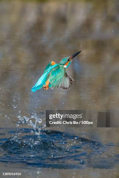 eisvogel,alcedo atthis,kingfisher diving,close-up of kingfisher flying over lake - präzision stock pictures, royalty-free photos & images