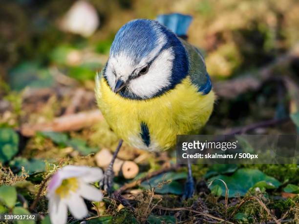 blmes bland vitsippor,close-up of bluetit perching on field - vår stock pictures, royalty-free photos & images