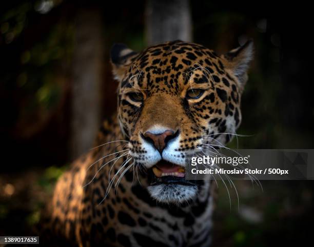 big mouth,close-up of leopard,the centre,united kingdom,uk - jaguar grande gato - fotografias e filmes do acervo