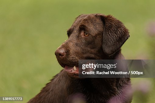 Labrador Views Closeup Of Labrador Retriever Looking Away Lake Naivasha Kenya High-Res ...