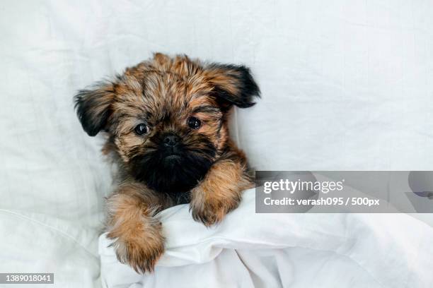 sleeping brussels griffon puppy red color lies under a white blanket - griffon bruxellois stock pictures, royalty-free photos & images