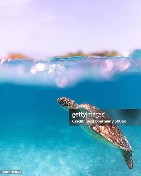 caribbean dreaming,woman swimming in sea,santa cruz,aruba - aruba beach stock-fotos und bilder