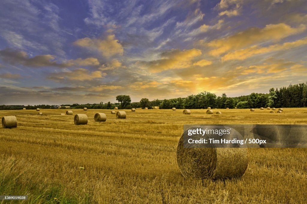 Hay Bales,Scenic view of agricultural field against sky,Brantford,Ontario,Canada