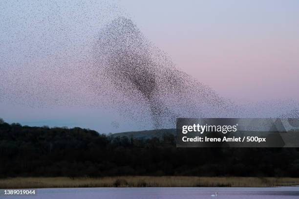 dusk murmuration,the scenery of wetland,forest of bowland,clitheroe,united kingdom,uk - starling flock stock-fotos und bilder