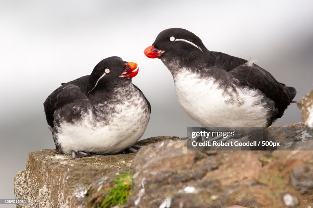 Courting Parakeet Auklets,Close-up of penguins on rock