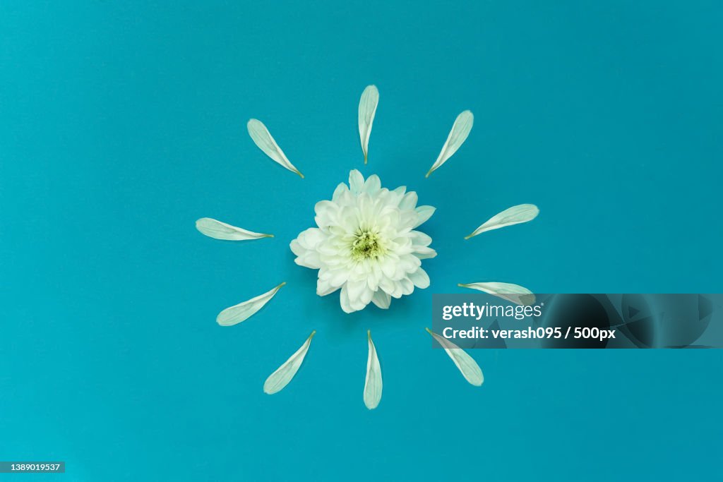 Isolated chamomile plant with white petals on a blue background