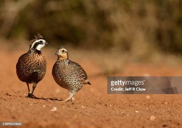 male and female wild bobwhite quail - quail bird stock pictures, royalty-free photos & images