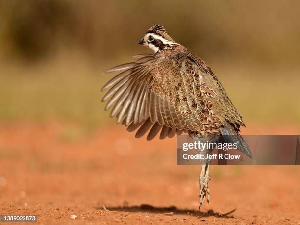 male wild bobwhite quail jumping - quail bird stock pictures, royalty-free photos & images