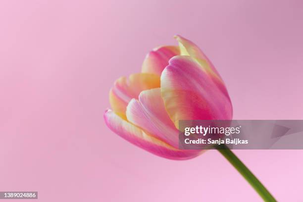 fresh tulip - danke blumen stock-fotos und bilder