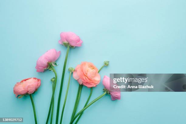 pink and coral ranunculus flowers over pastel blue background. greeting card with copy space. flat lay, top view. - ranunculus bildbanksfoton och bilder
