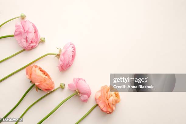 pink and coral ranunculus flowers over pastel pink background. greeting card with copy space. flat lay, top view. - spring flat lay stock pictures, royalty-free photos & images