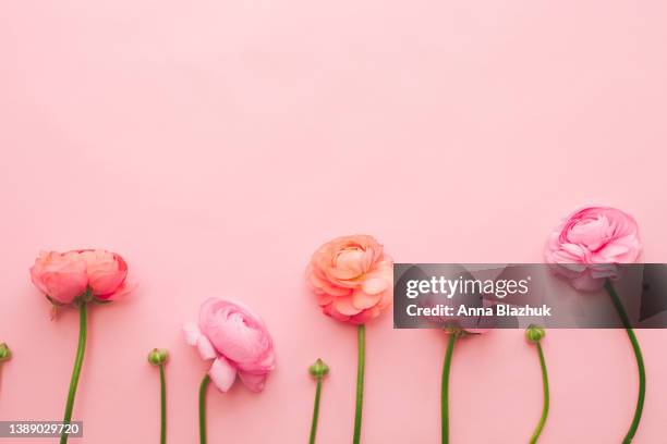 pink and coral ranunculus flowers over pastel pink background. greeting card with copy space. flat lay, top view. - spring flat lay stock pictures, royalty-free photos & images