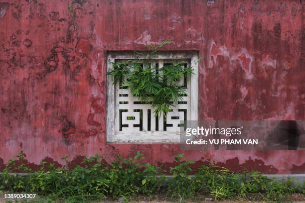 plants growing on architecture - vietnam wall stock pictures, royalty-free photos & images