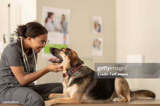 hund beim tierarzt - pet equipment stock-fotos und bilder