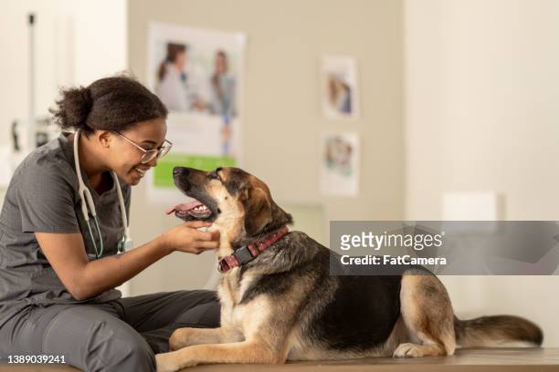 perro en el veterinario - veterinary fotografías e imágenes de stock