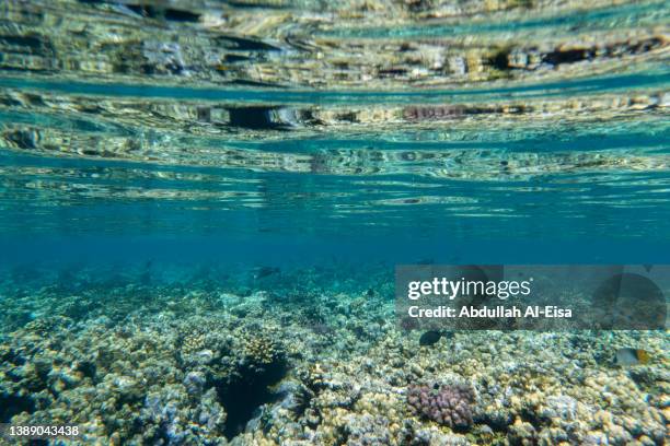 snorkeling in clear water - piscina riflettente foto e immagini stock