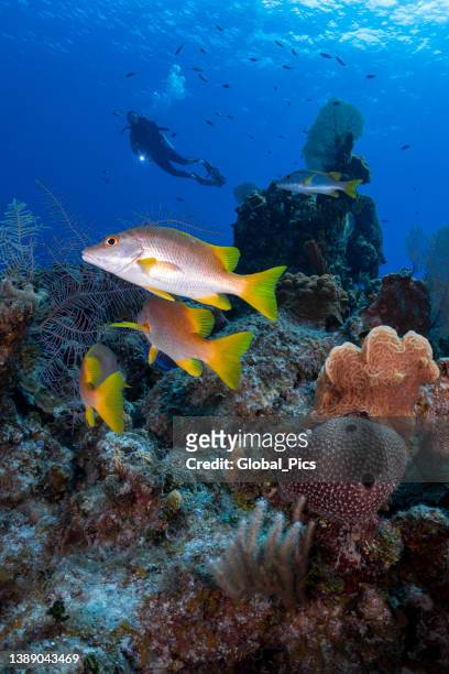 dog snapper fish and diver - snapper fish stock pictures, royalty-free photos & images