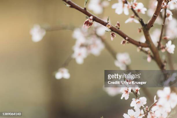 blossoming almond. - frühling deko stock-fotos und bilder