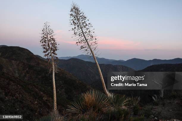 Newly re-opened section of the Angeles National Forest, which burned during the 2020 Bobcat Fire, is seen on April 1, 2022 near La Canada Flintridge,...