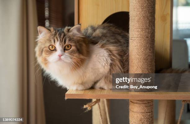 cute persian cat resting on a wooden cat tree. a cat tree is an artificial structure for a cat to play. - chat persan photos et images de collection