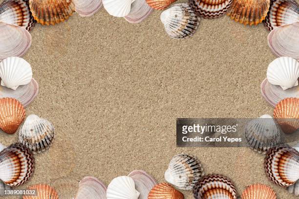 220 Seashell Wallpaper Border Photos and Premium High Res Pictures - Getty  Images