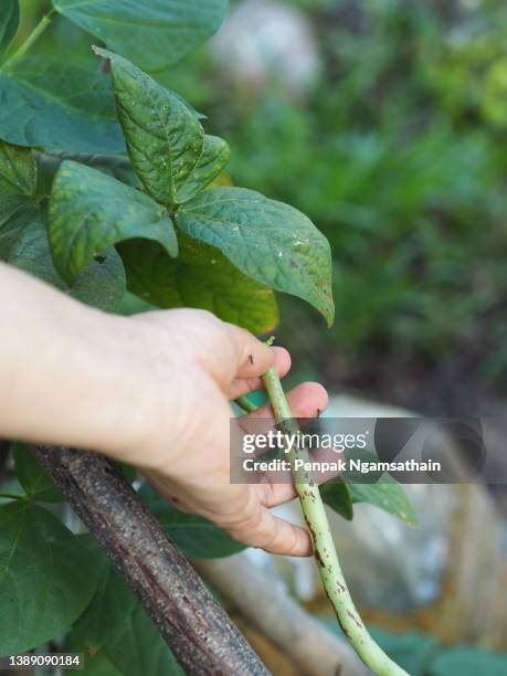 woman push jack bean, house bean vigna unguiculata sesquipedalis, sesquipedalis, magnoliophyta, fabaceae, green vegetable yard long bean, raw food blooming in garden on nature background, canavalia magnoliophyta, canavalia ensiformis - a womans vigna imagens e fotografias de stock