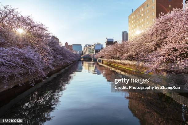 sakura tree in spring morning with sun light over river, tokyo, japan. - hanami stock pictures, royalty-free photos & images