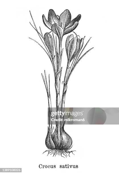 old engraved illustration of botany, saffron crocus, crocus sativus - saffron crocus stock pictures, royalty-free photos & images