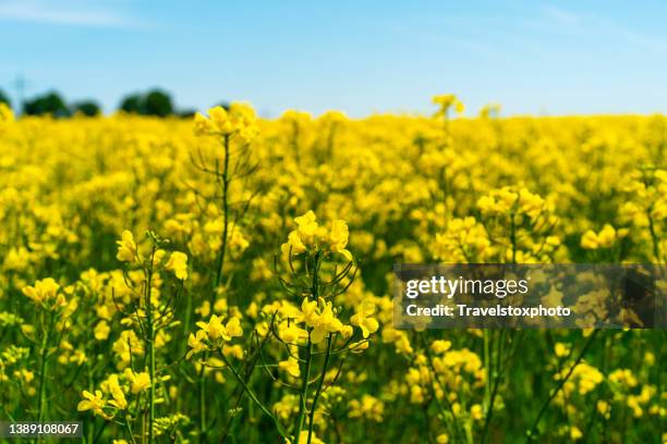 rapeseed field. cultivation area for the crop rape for edible oil and biodiesel. - 菜の花 ストックフォトと画像