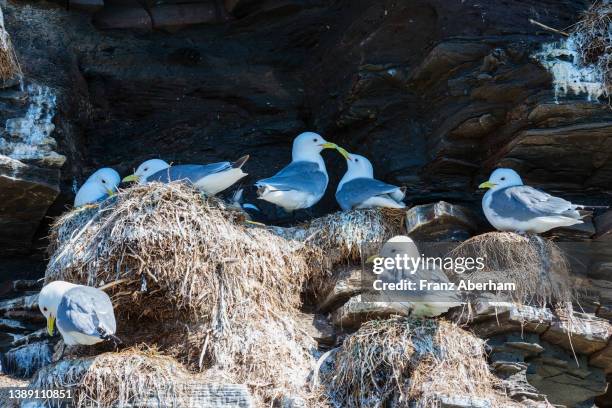 kittiwake nesting, varanger peninsula, norway - finnmark county stock pictures, royalty-free photos & images