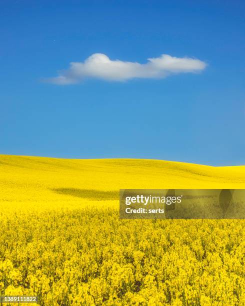 campo de canola amarillo y cielo azul en la bandera ucraniana colores - ukraine fotografías e imágenes de stock