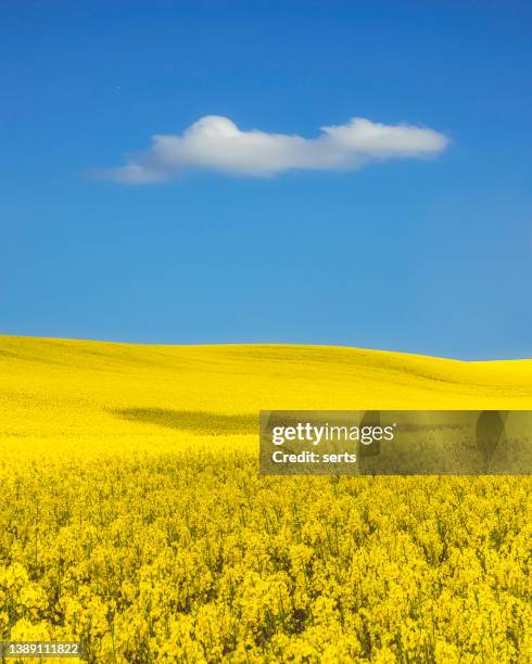 yellow canola field and blue sky in ukrainian flag colors - ukraine stockfoto's en -beelden